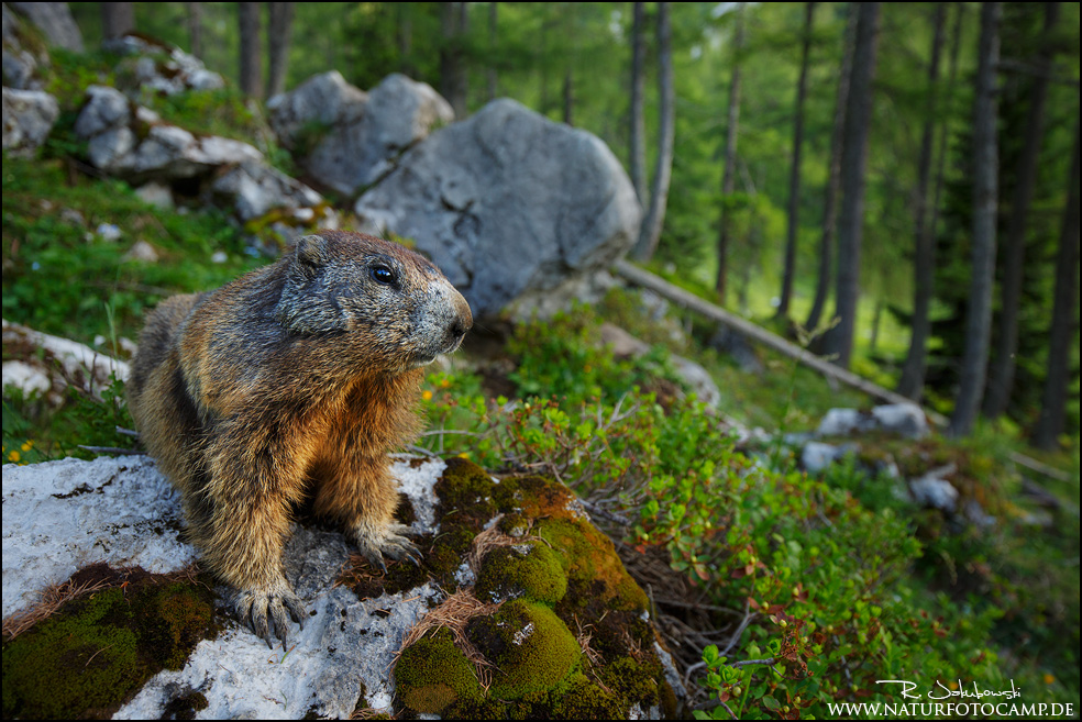GDT Naturfotograf des Jahres 2015 9. Platz Kategorie Säugetiere