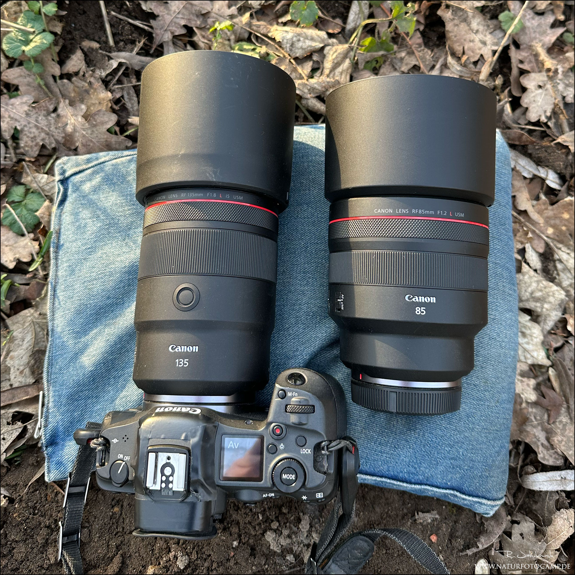 Bigger, Better, Canon RF 135mm 1.8 L IS vs. Sigma Art 135mm 1.8 DG HSM vs. Canon EF 135mm 2.0 L