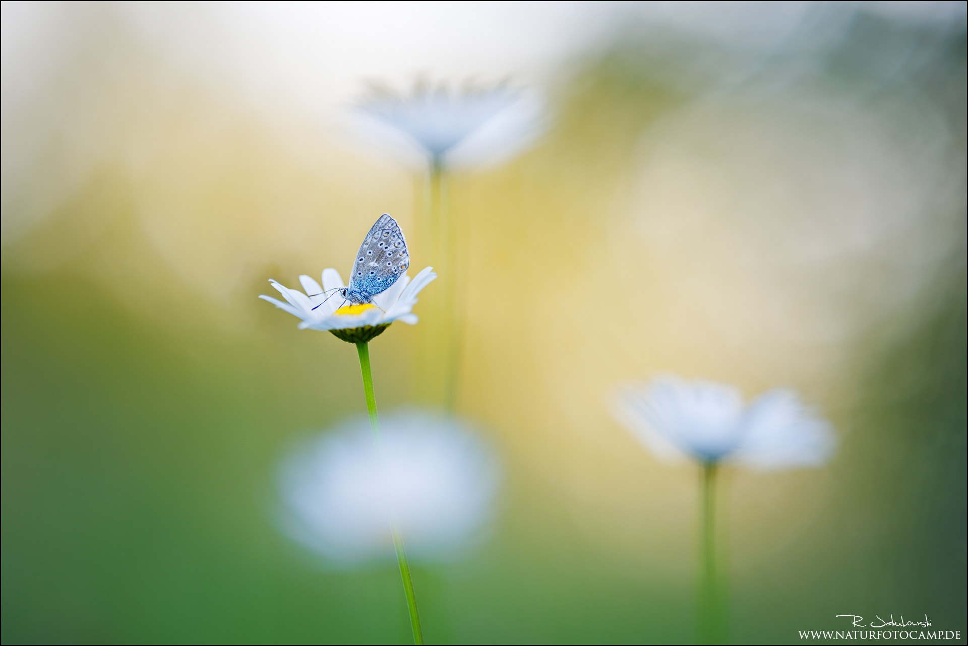 Makrofotografie – Schmetterlingsfotografie Workshop Take 1